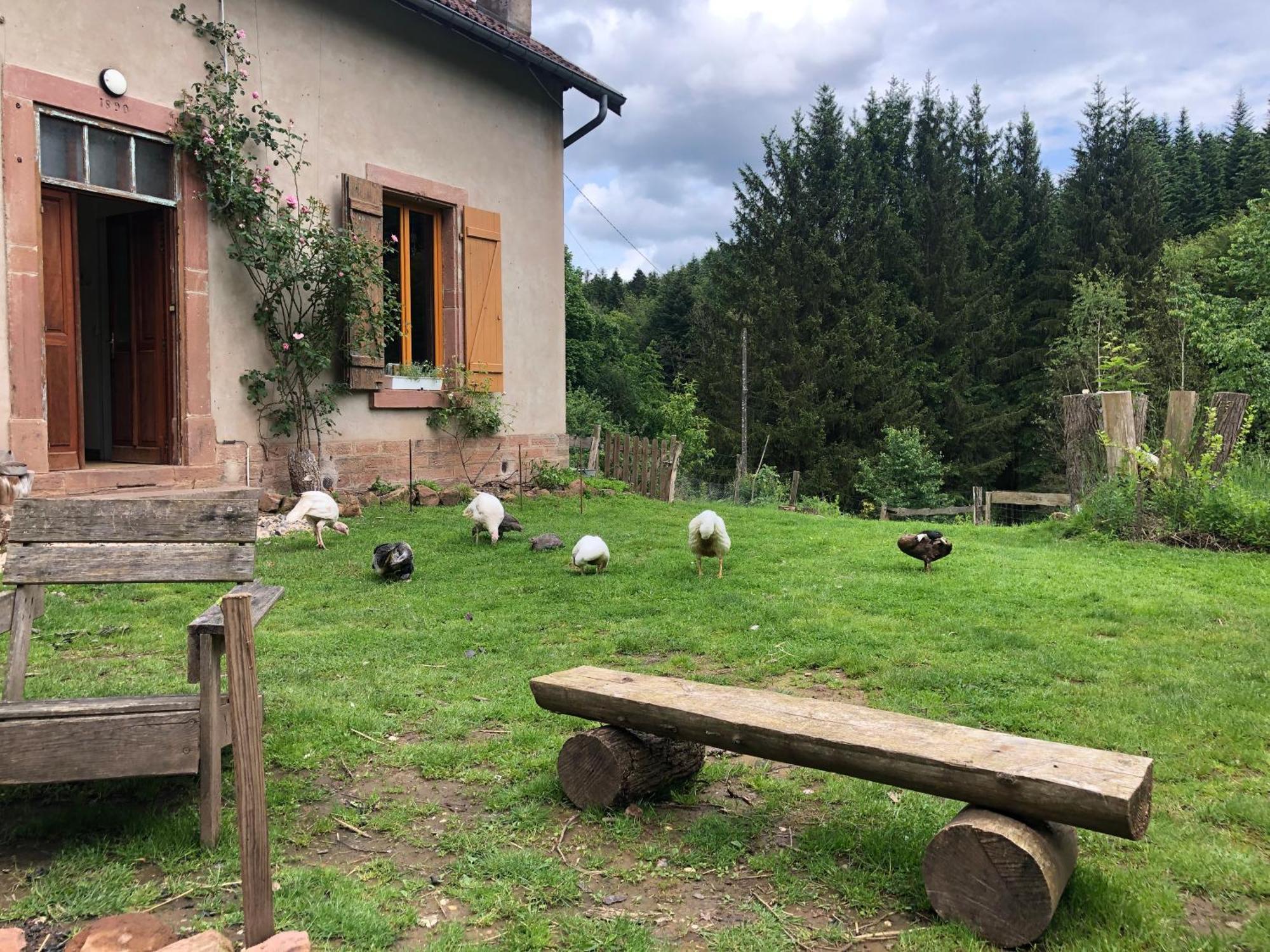 A l'orée de soi - Maison forestière de la Soie - Eco gîte, chambres d'hôtes, camping au pied des Vosges Saint-Sauveur  Esterno foto