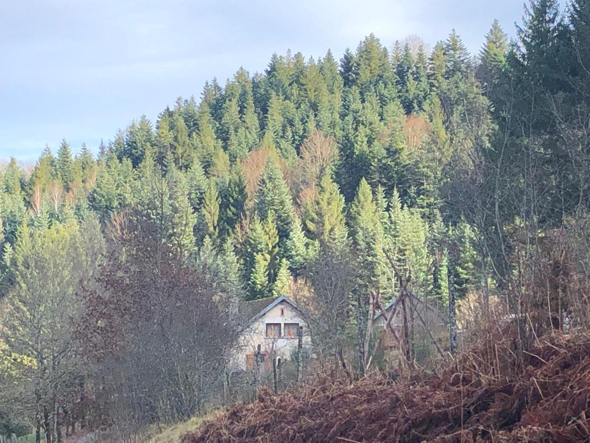 A l'orée de soi - Maison forestière de la Soie - Eco gîte, chambres d'hôtes, camping au pied des Vosges Saint-Sauveur  Esterno foto