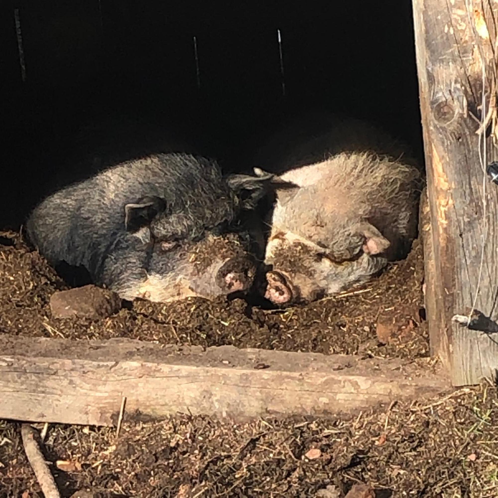 A l'orée de soi - Maison forestière de la Soie - Eco gîte, chambres d'hôtes, camping au pied des Vosges Saint-Sauveur  Esterno foto