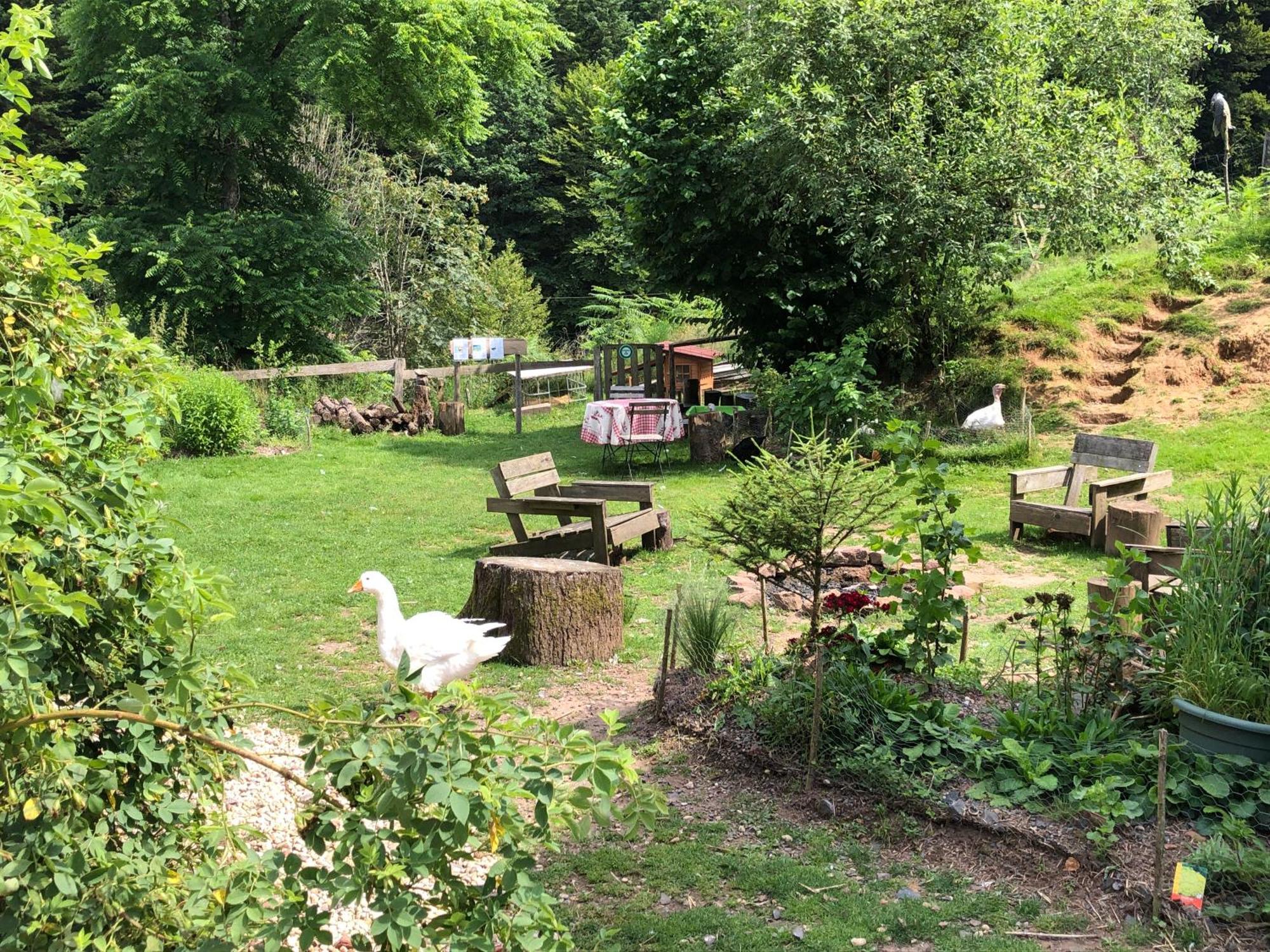 A l'orée de soi - Maison forestière de la Soie - Eco gîte, chambres d'hôtes, camping au pied des Vosges Saint-Sauveur  Esterno foto